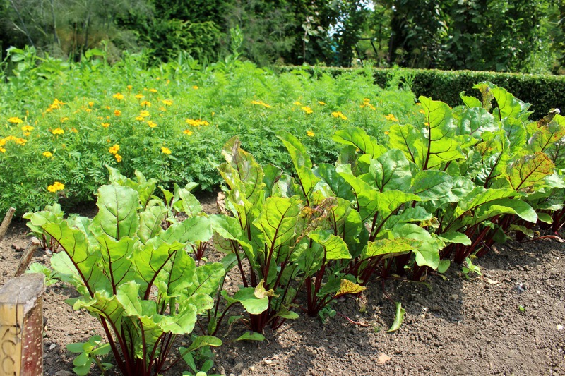 Chard palnted with marigolds