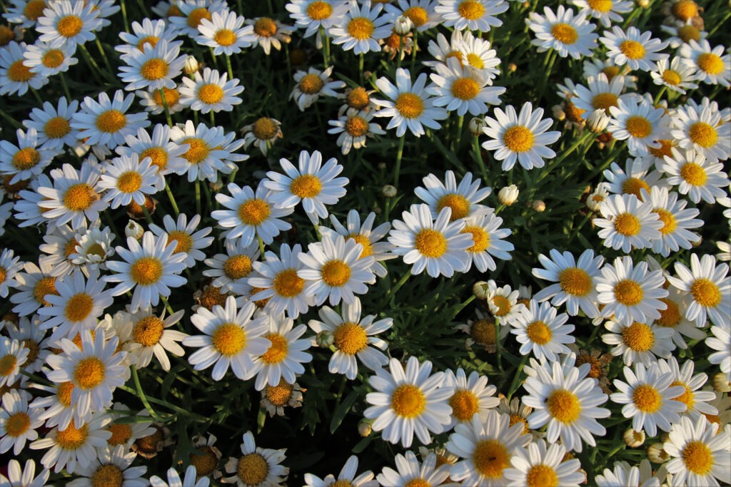 chamomile planted in the garden
