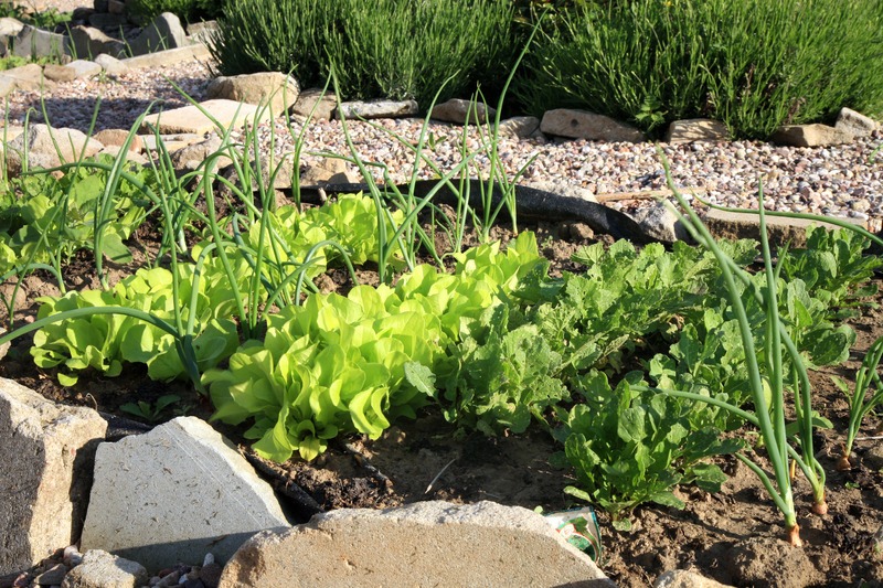 lettuce and onions planted together in the garden