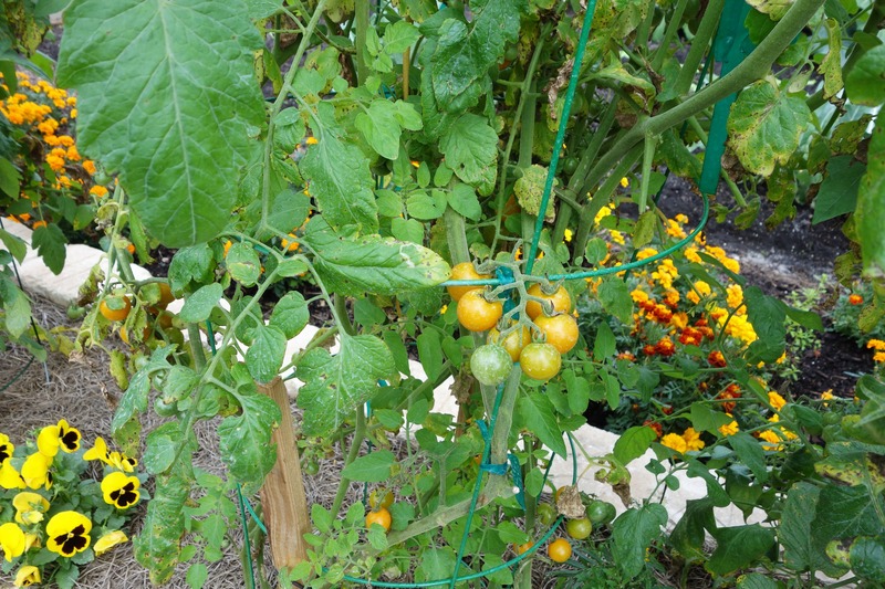 tomatoes and marigolds in the garden