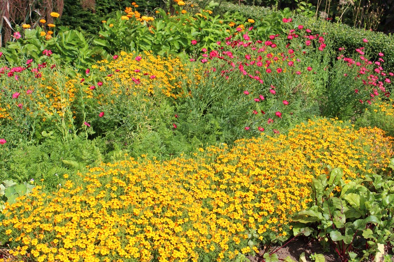 a flower garden in the vegetable garden