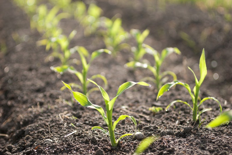 rows of corn seedlings