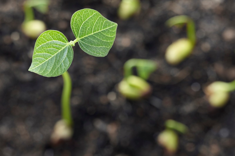 seedlings growing on soil, shallow depth of field