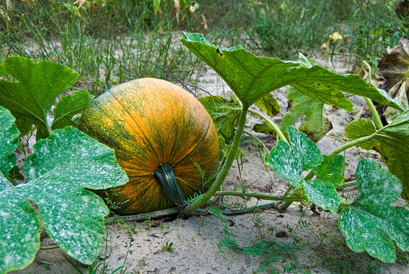 Pumpkin growing on a vine in a garden.