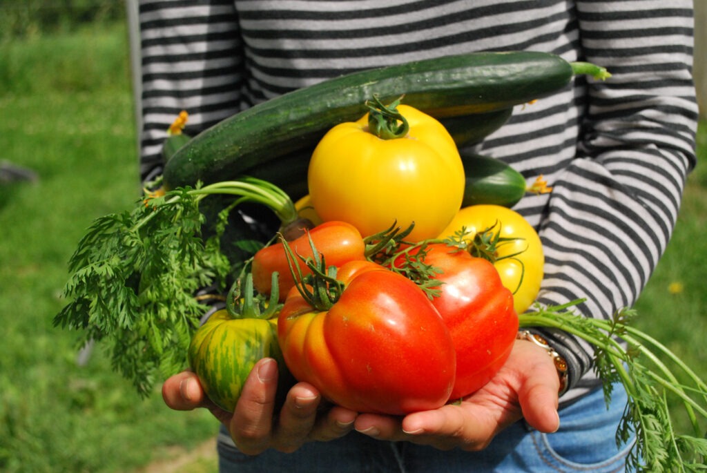 gardener shows armfuls of vegetables from home garden