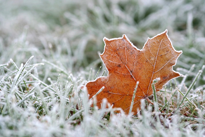 Hoar-frost on a fallen leaf