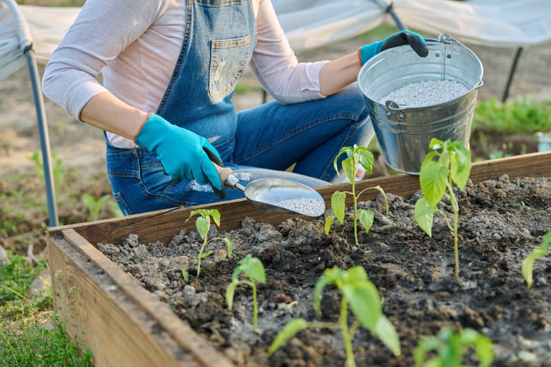 gardener fertilizes plants in raised bed