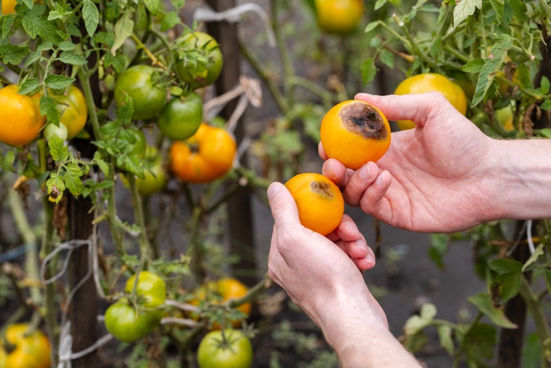 homesteader holds diseased tomatoes
