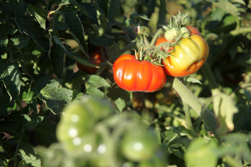 Heirloom tomatoes growing on a vine.