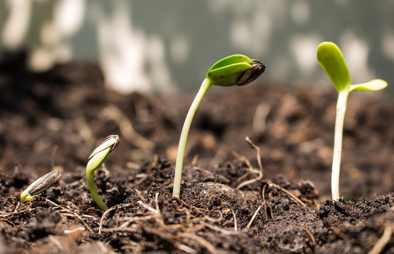 seedlings that just sprouted