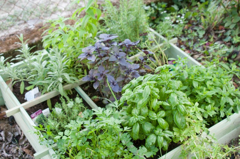 herb garden