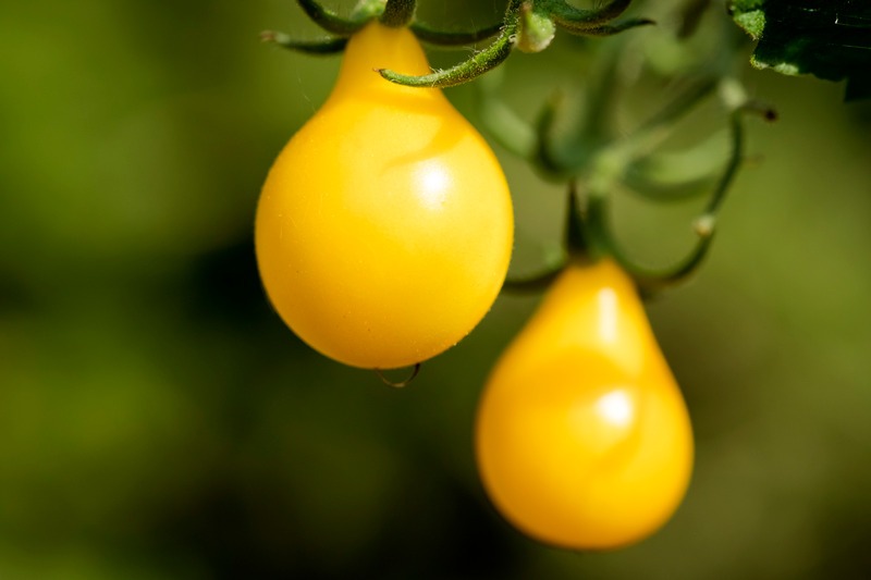 Close up photo of ripening yellow pear tomatoes