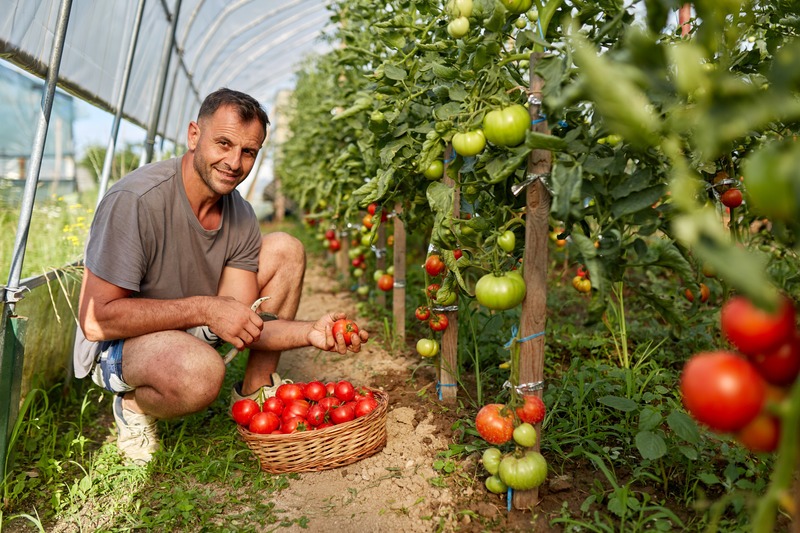 Farmer picking tomatoes in a basket, in the hothouse garden