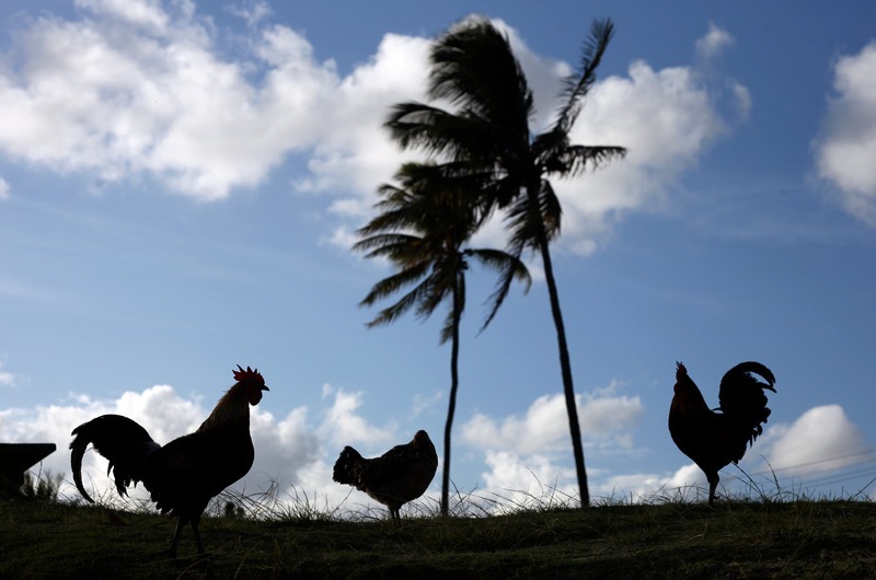 chickens in high winds