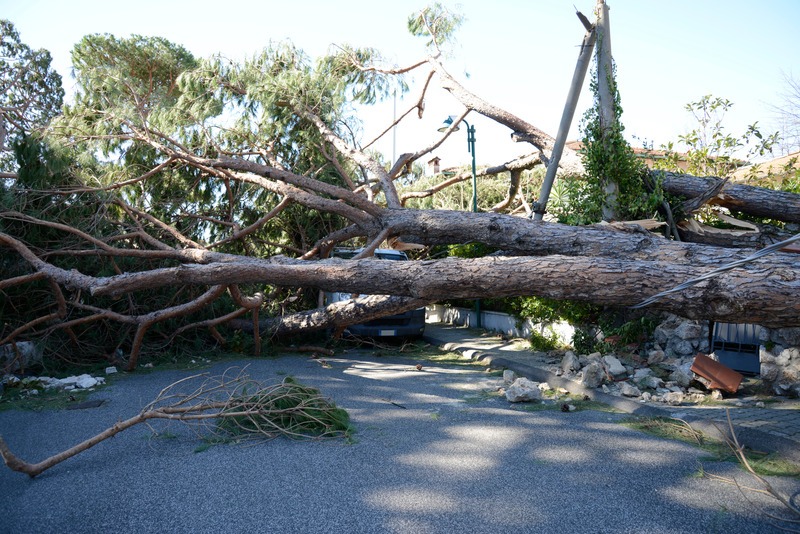 a tree that fell during a hurricane