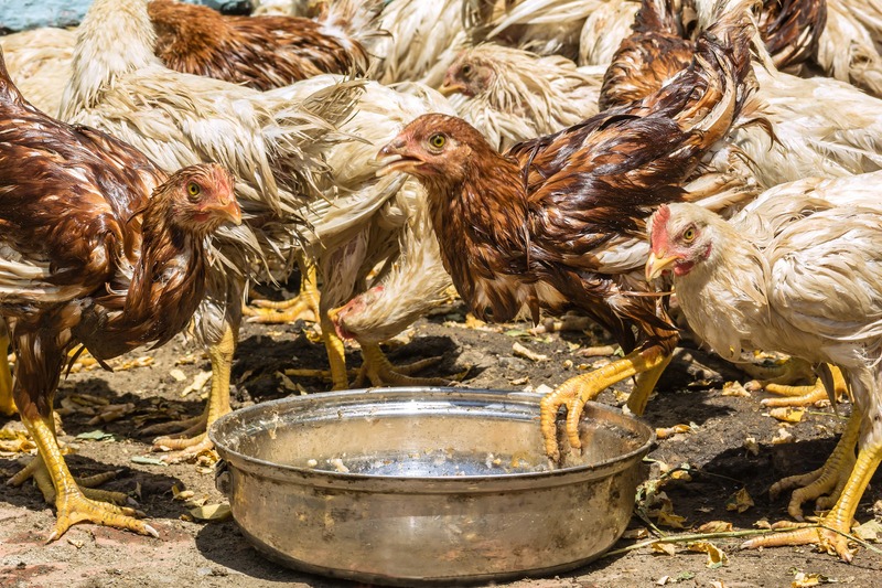 a bunch of wet chickens after a hurricane