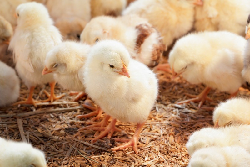 a bunch of fluffy baby chicks
