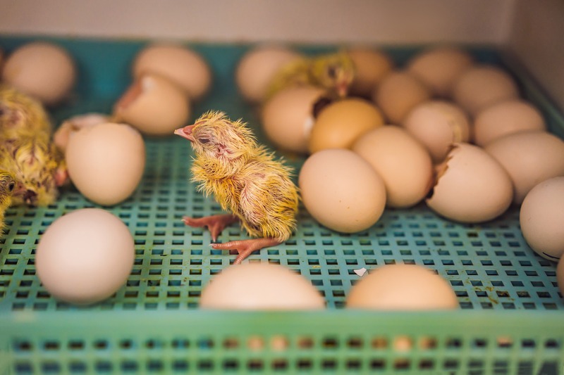 chicks hatching in an incubator