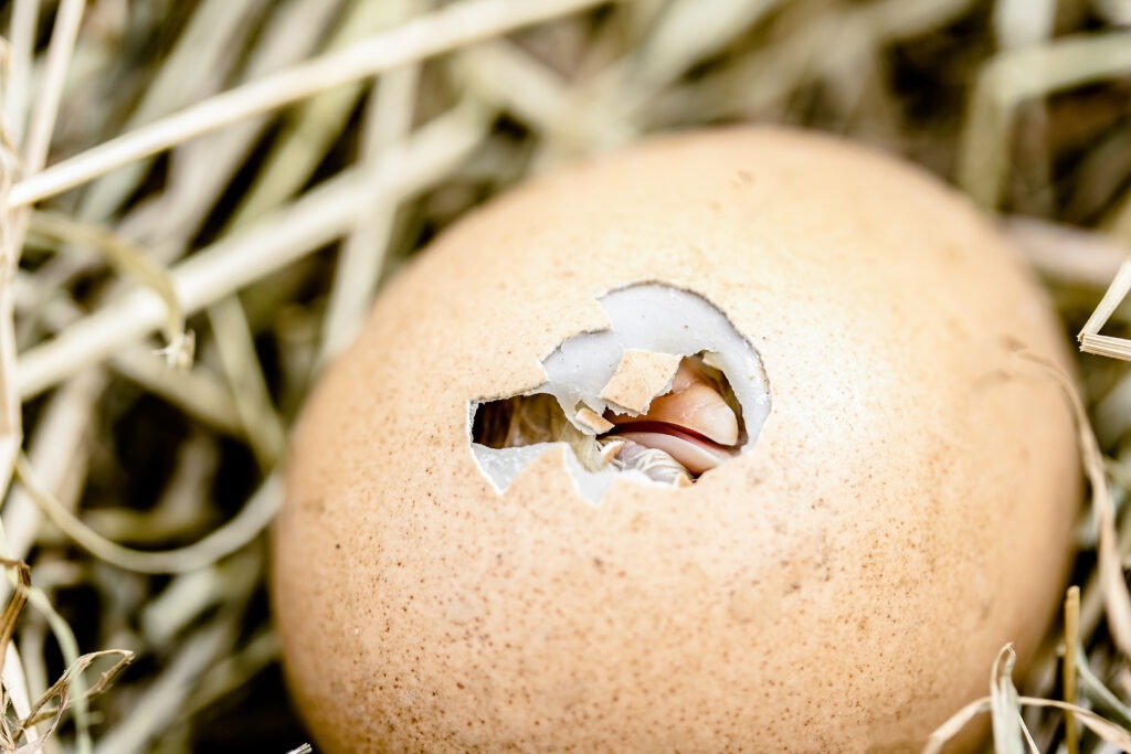 a chick just starting to crack the shell to hatch