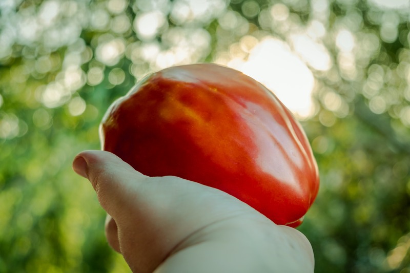 Hand Holding Large Organic Tomato with Sunlight Bokeh in Background