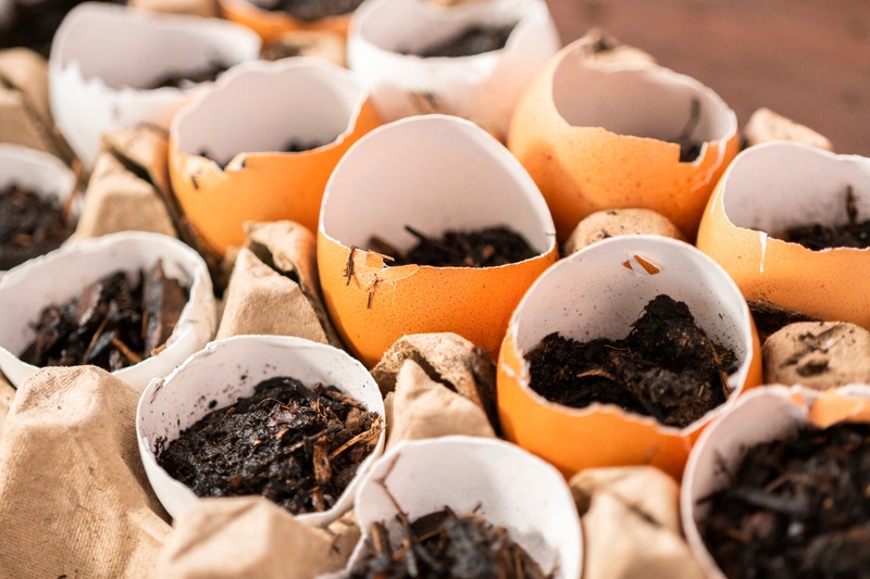 starting seeds in egg shell containers