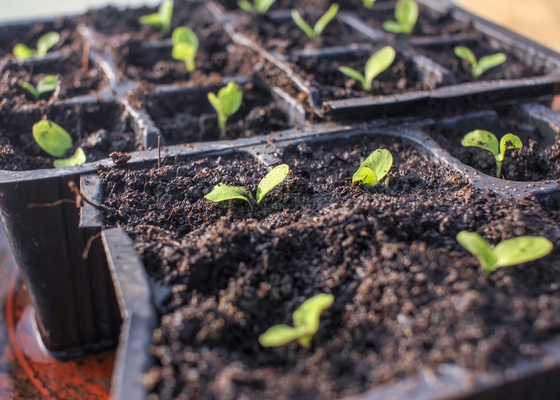 sprouted seedlings in a seed tray