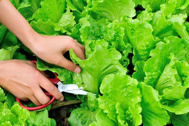 harvesting lettuce with scissors