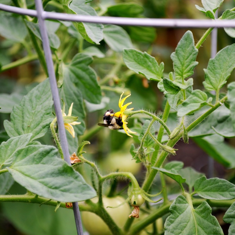 Bumblebee on beefsteak tomato flower.