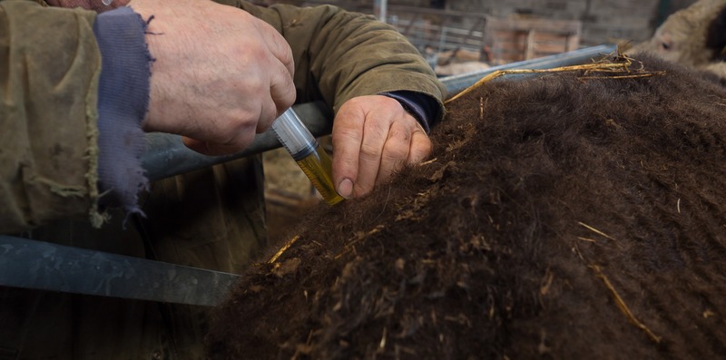 close up of homesteader giving medicine to a sick cow