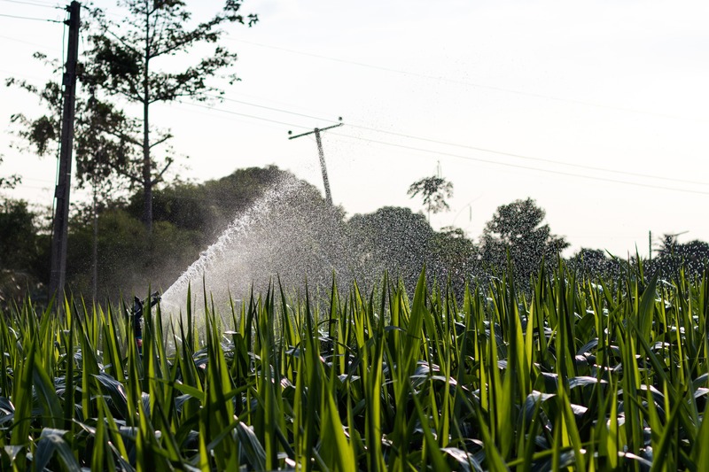 Sprinkler watering the crops are corn fields with trees in the distance with a power pole.