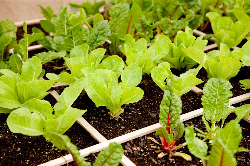 a square foot garden