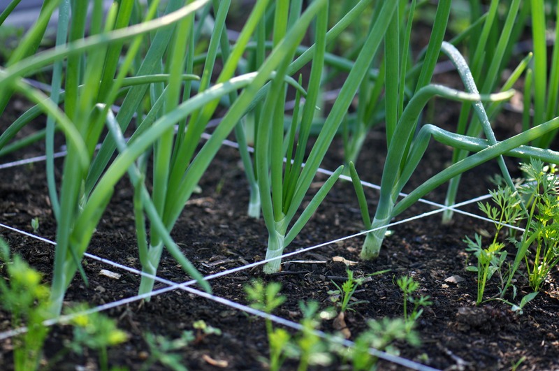 a square foot garden