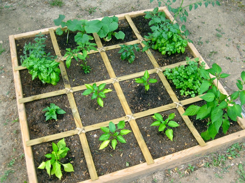 a square foot garden with peppers, cucumbers, and basil