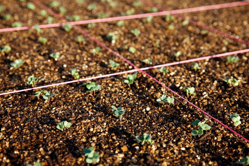 tiny seedlings in a square foot garden