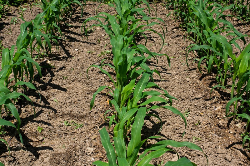 Sweet corn growing in the home garden.