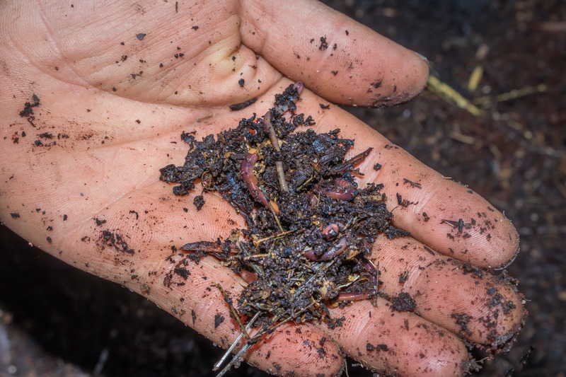 hand holding compost with red wiggler worms