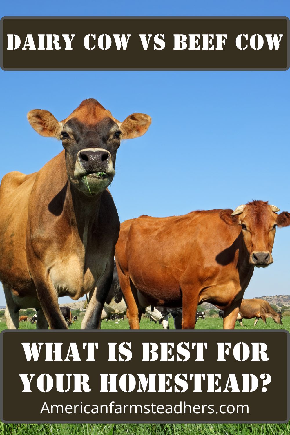 dairy cow vs beef cow