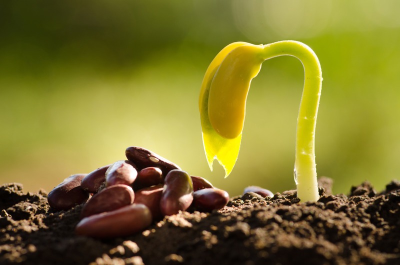 green bean seed sprouted