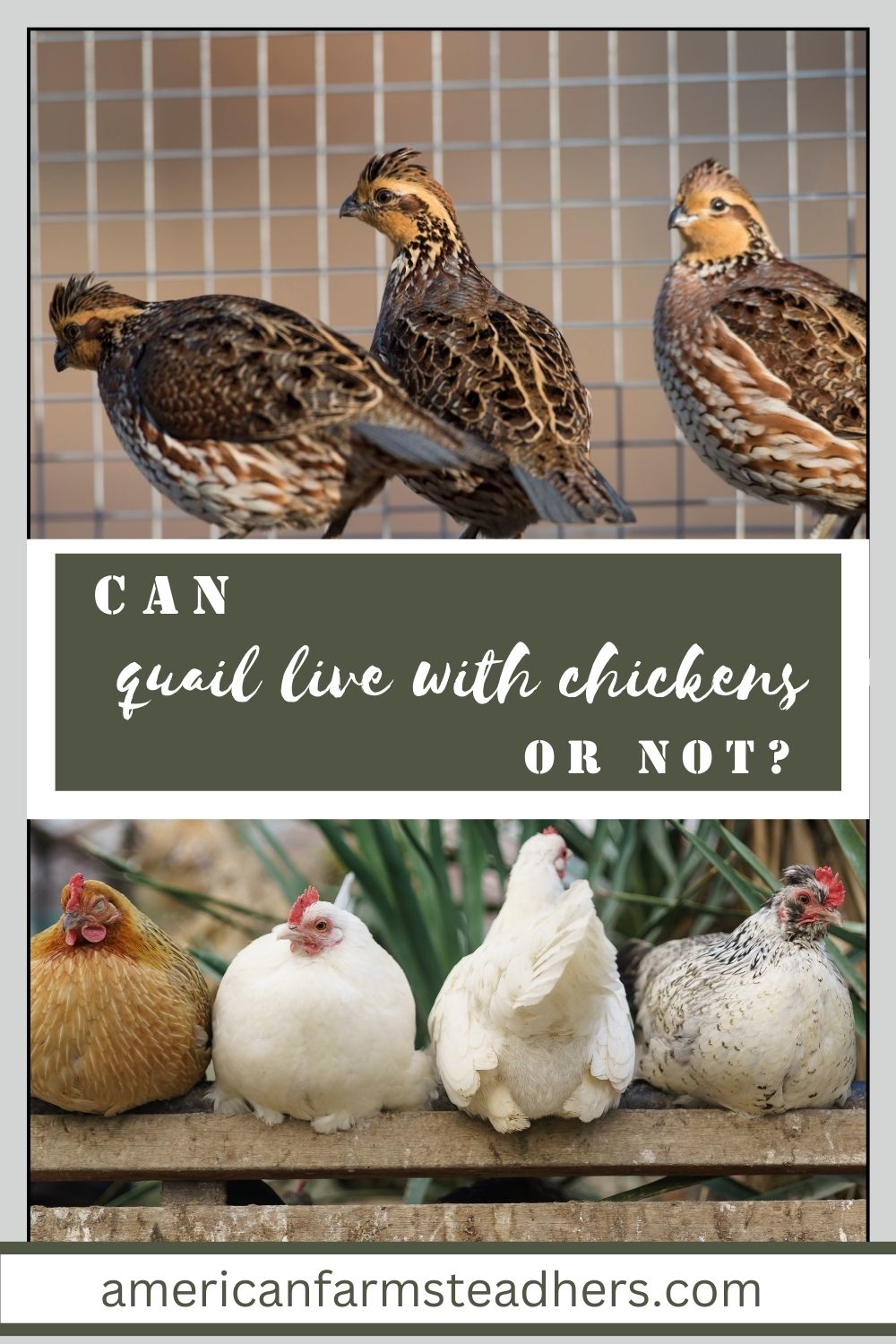 can quail live with chickens featured image