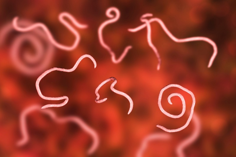 Threadworms, computer illustration. Threadworms are nematode worms that parasitize the large intestine and caecum of many animals. In humans they cause the common infection enterobiasis.