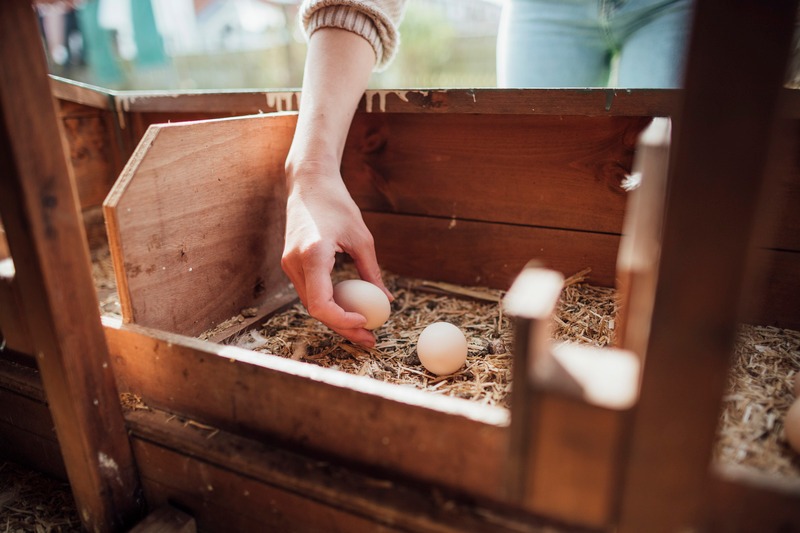 A hand reaching into a nesting box to collect fresh eggs.