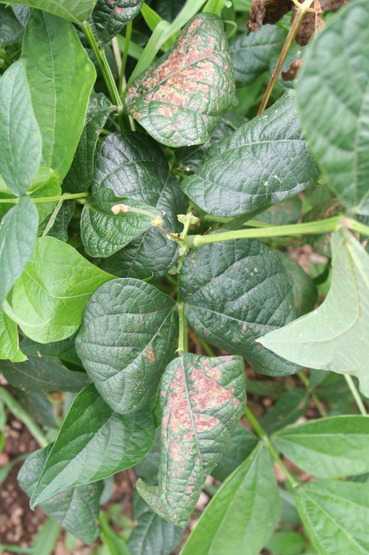 French bean plant with green leaves damaged by disease. Brown dry spot on french bean leaves,