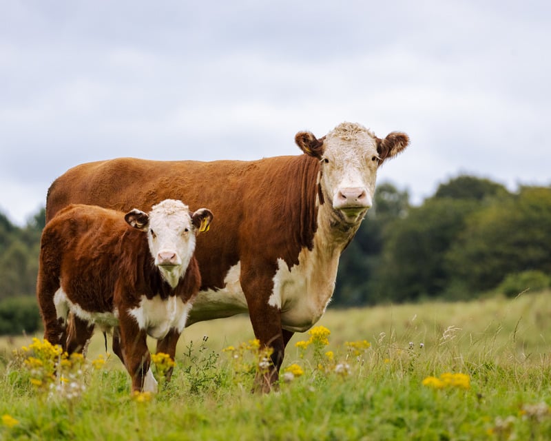 two hereford beef cows