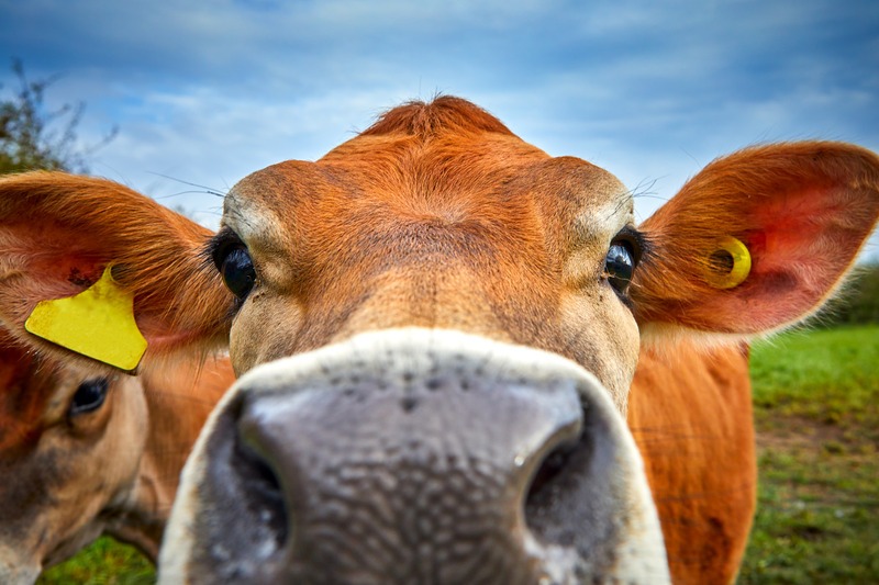 close up of a jersey cow face