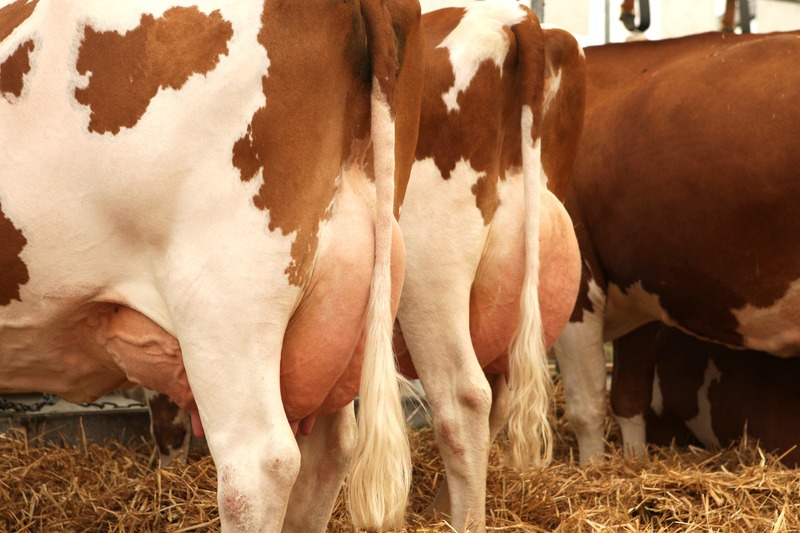 full dairy cow udders
