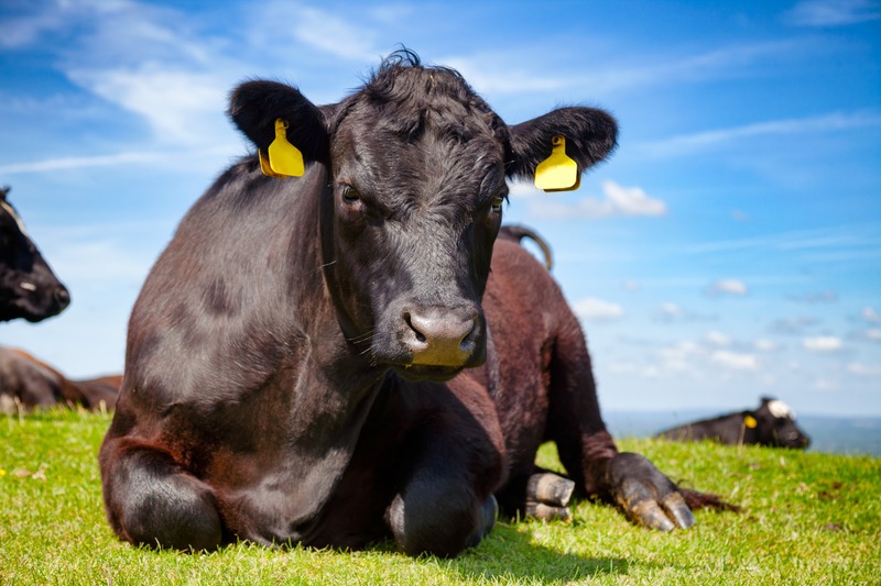 beef cow laying in a pasture