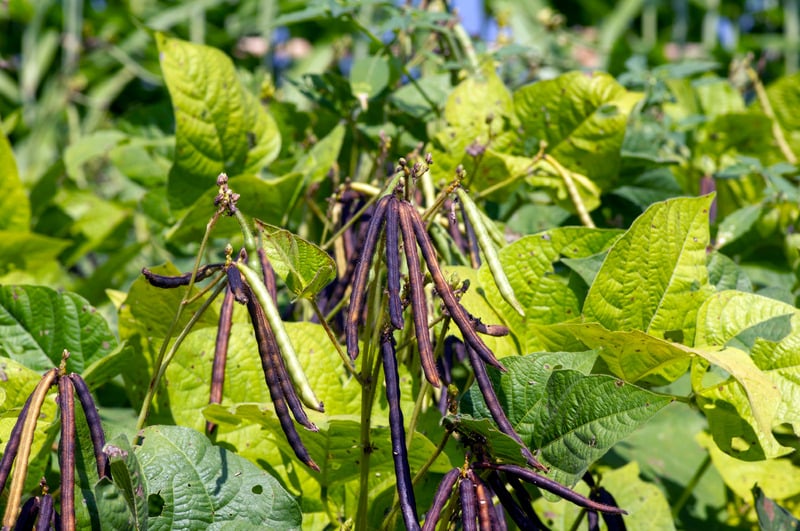 purple green beans growing on plants