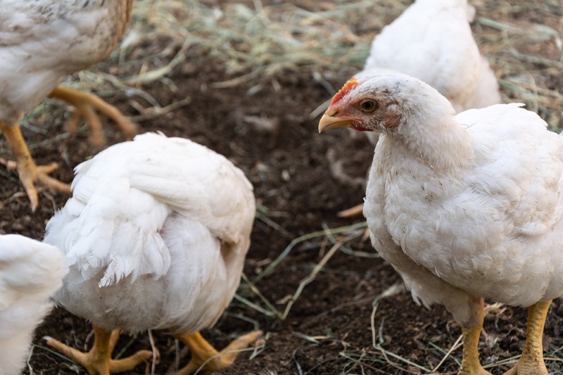 Home and broiler chicken. Mixed breed of chickens.