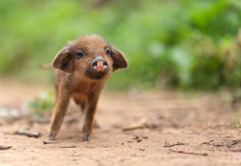 cute little piglet