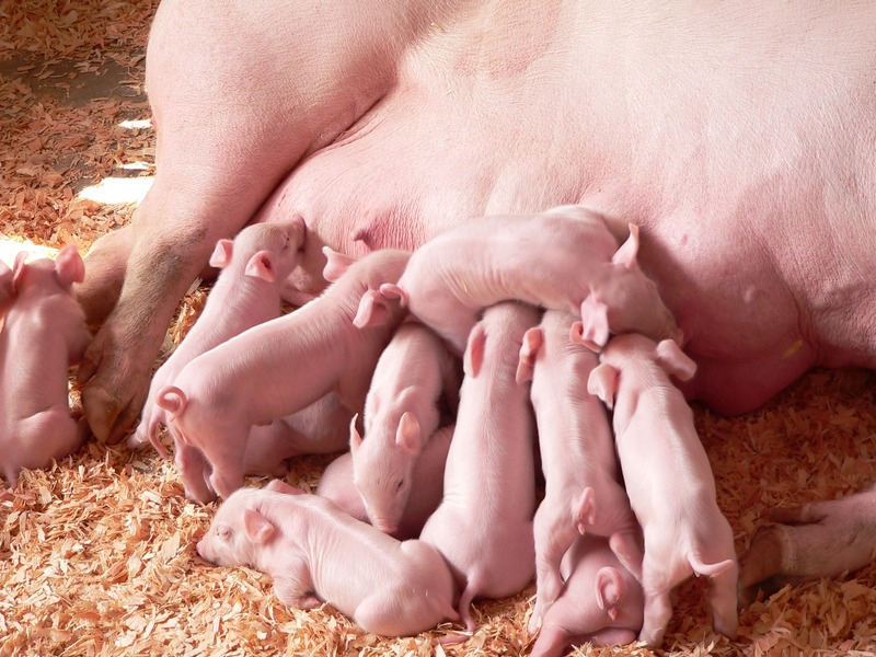 lots of piglets nursing